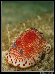 Chromodoris tinctoria taking a leisurely stroll, or shoul... by Brian Mayes 